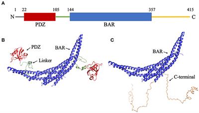 Residue-Level Contact Reveals Modular Domain Interactions of PICK1 Are Driven by Both Electrostatic and Hydrophobic Forces